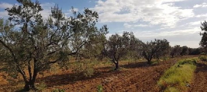 OLIVE OIL 3